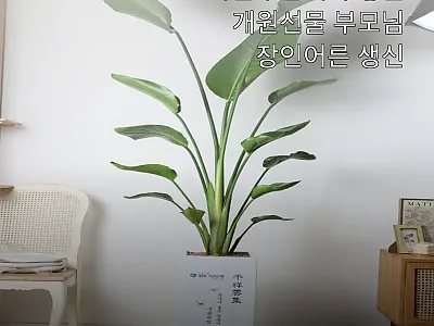화분주문제작 병원 개원선물, 99,0 관련 이미지 1